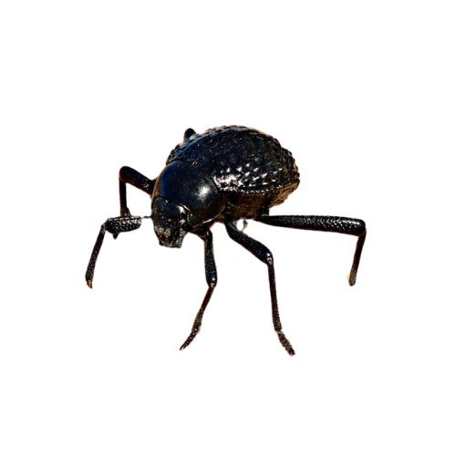 Namibia Desert Beetle