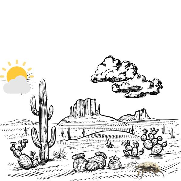 The Stenocarra Beetle in the Namib Desert Namib desert showing the Stenocarra beetle which can generate water from air